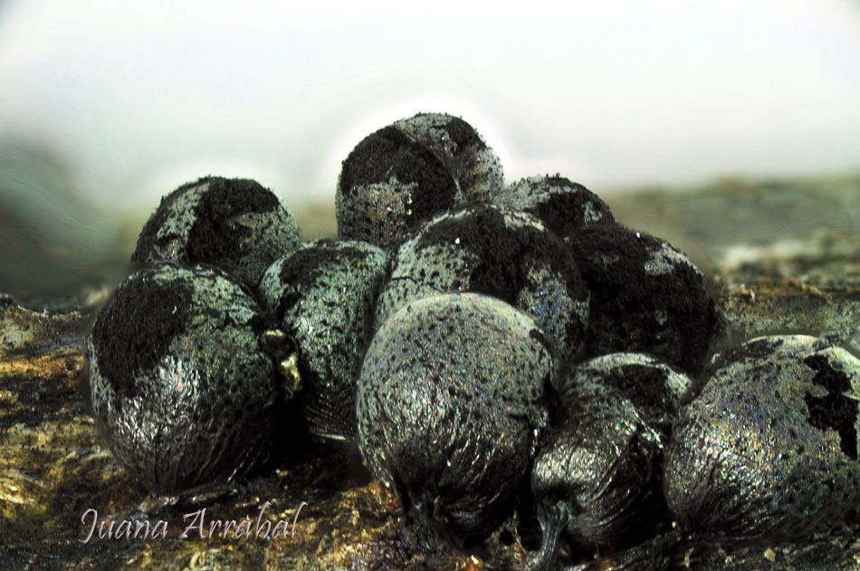 Un bello Myxo nivicola. Lamproderma echinosporum Meyl.